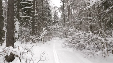 Walk along path in winter snow forest 스톡 동영상 86339020