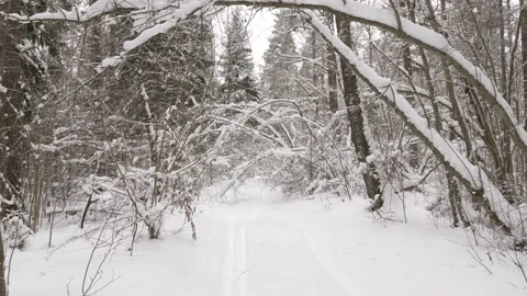 Walk along path in winter snow forest Stock-Footage 86341080