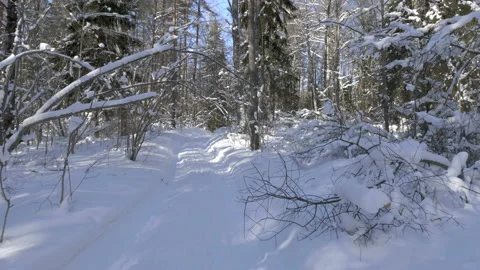 Walk along path in winter snow forest Stock-Footage 86343509