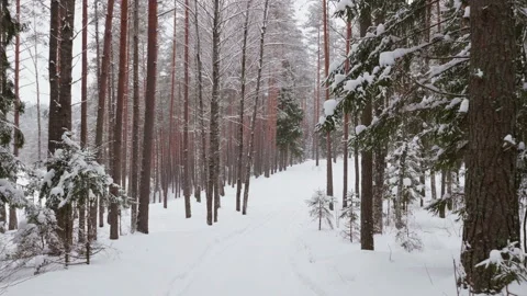 Walk along path in winter snow forest Stock-Footage 86594997