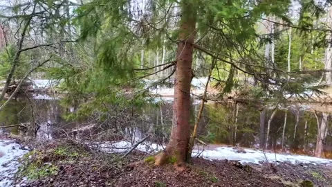 A walk along the river in the coniferous forest in early spring. Slowmotion Stock-Footage 320353255