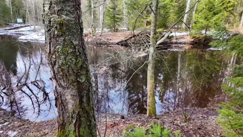 A walk along the river in the coniferous forest in early spring. Slowmotion Stock-Footage 320353264
