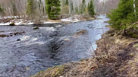 A walk along the river in the coniferous forest in early spring. Slowmotion Stock-Footage 320353286