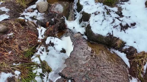 A walk along the river in the coniferous forest in early spring. Slowmotion Vidéo 320353294