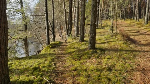 Walk along the river, View. High river bank with trees. Video stock 122627845