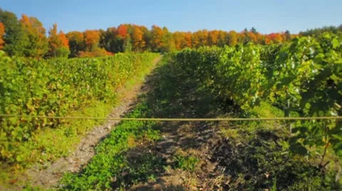 Walk along rows of grapes during harvest Stock Footage 8838216