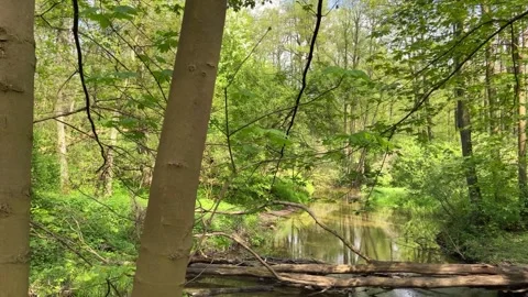Walk along a small forest river. Stock Footage 240848768