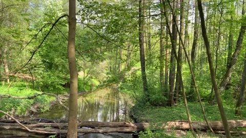 Walk along a small forest river. Fallen old trees lie in the river. Small dam Stock Footage 240849216