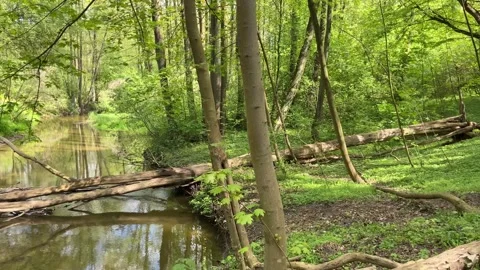 Walk along a small forest river. Old fallen trees lie in the river. Small dam Stock Footage 240849232