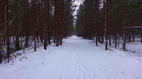 Walk Along Snowy Forest Path Stock Footage 325669287