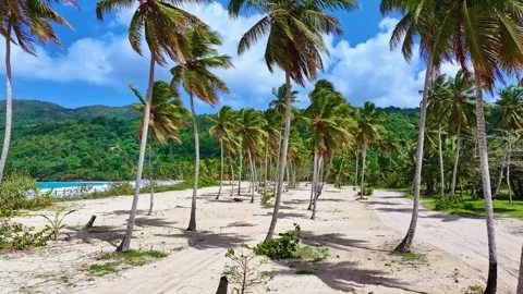 Walk along the Thai beach with white sand and palm trees. Stock Footage 331774577