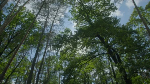 The walk along the tree in the forest. Real time capture. Wide angle Stock Footage 64269787