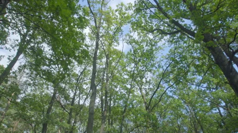 The walk along the tree in the forest. Real time capture. Wide angle Stock Footage 64270098