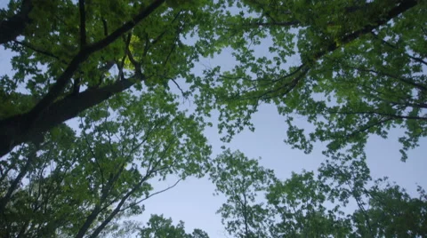 The walk along the tree in the forest. Real time capture. Wide angle Stock Footage 64270104