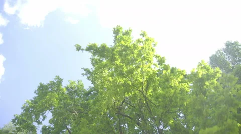 The walk along the tree in the forest. Real time capture. Wide angle Stock Footage 64270403