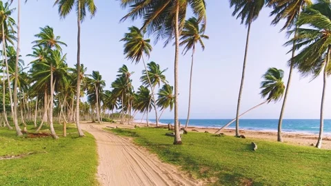 Walk along a tropical evening sandy beach. Paradise beach on an island.  Vidéo 252107452