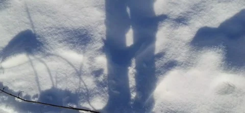 A walk among snow-covered trees Stock Footage 231861926