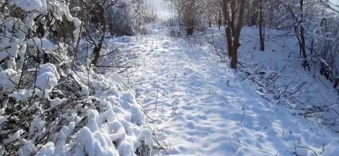 A walk among snow-covered trees Stock Footage 231861927