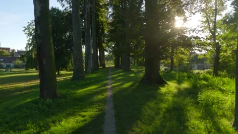 Walk among the trees with a small path, slowmotion 4k Stock Footage 249825872