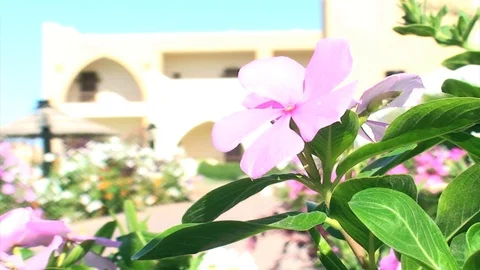 Walk And Flower Stock Footage 98680109