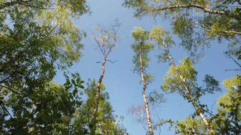 Walk and view to the crown of birch-trees with blue sky in the background 動画素材 133122500