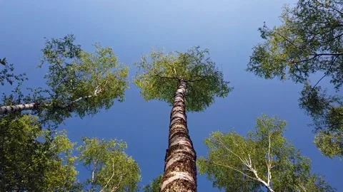 Walk and view to the crown of birch-trees with blue sky in the background 動画素材 133122630