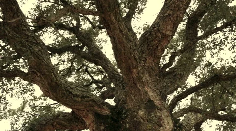 Walk around a big tree while look up to its branches 動画素材 64566659