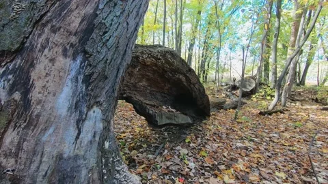Walk around the large tree trunk, walk around it to reveal the hole in the tree Stock-Footage 167673447