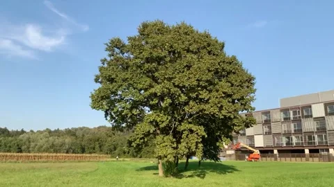 Walk around the tree Timelaps Stock Footage 253817512