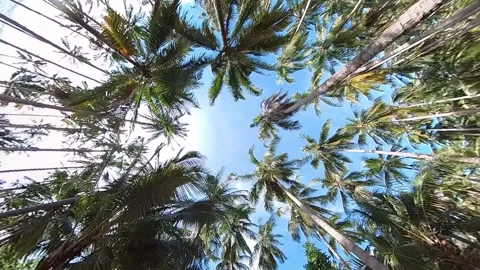 Walk around windy coconut trees with blue sky 100fps slow motion look from .. Stock-Footage 269353943