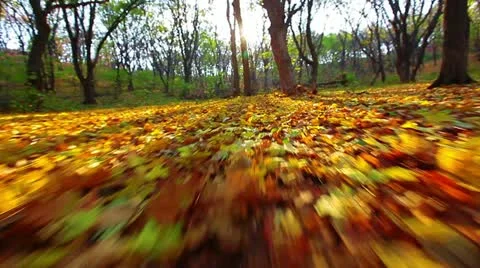 A walk is in the autumn forest Stock Footage 12275248