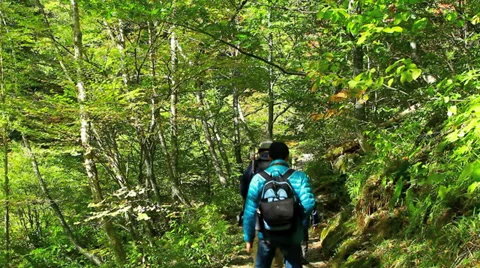 A walk in the autumn forest. Stock Footage 31950784