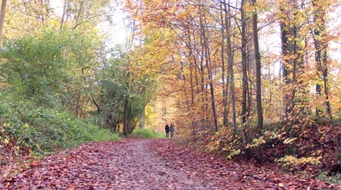 Walk in the autumn forest. Stock Footage 32672461