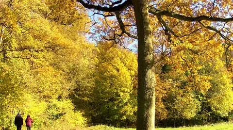 Walk in the autumn forest. Stock Footage 32677196