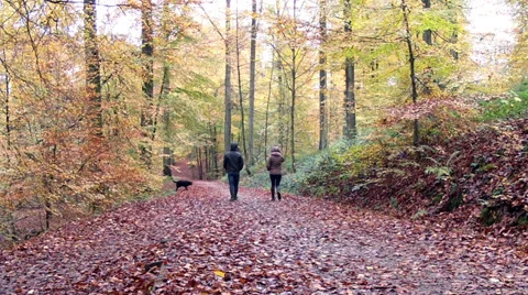 Walk in the autumn forest. Stock Footage 32690283