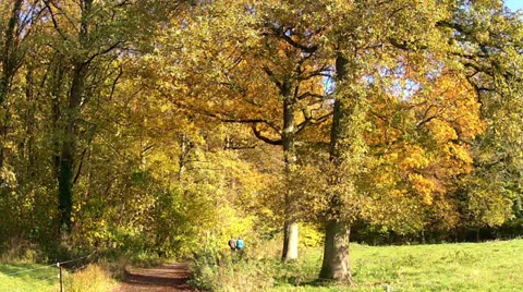 Walk in the autumn forest. Stock Footage 35322429