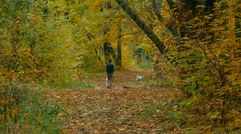 Walk in the autumn forest Stock Footage 62945726