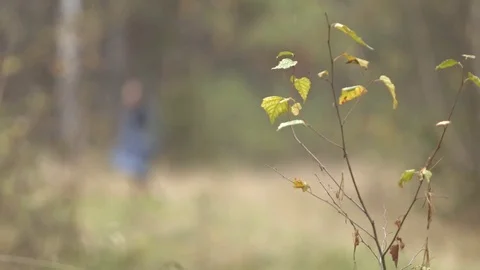 Walk in the autumn forest. Stock Footage 71288419