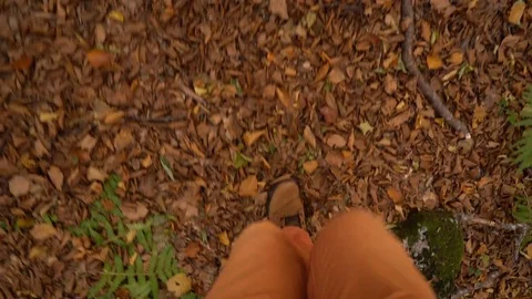 Walk in the autumn forest Stock Footage 81314621