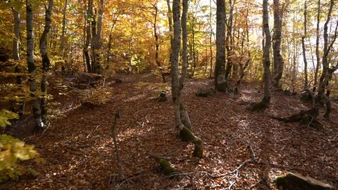 Walk in the autumn forest 動画素材 81315193