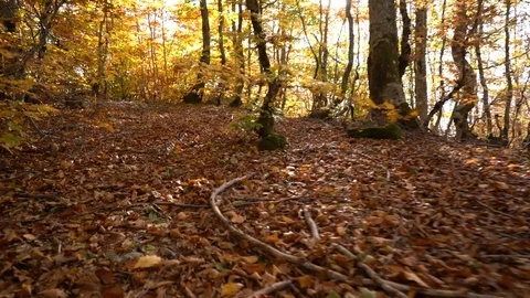 Walk in the autumn forest 動画素材 81315577