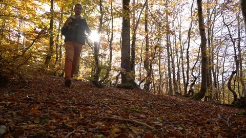 Walk in the autumn forest Video stock 81355533