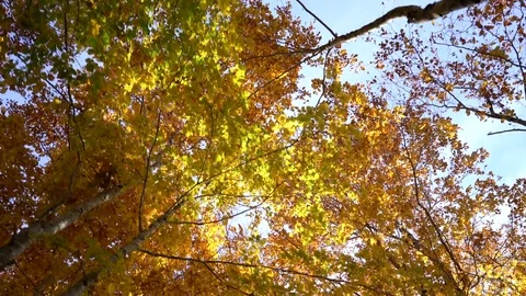 Walk in the autumn forest Stock Footage 81369671