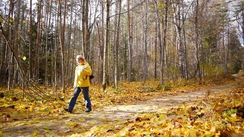 Walk in autumn forest Vídeo Stock 81396151