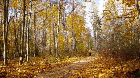 Walk in autumn forest Stockbeeldmateriaal 81396177