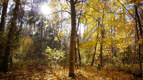 Walk in autumn forest Vídeo Stock 81396216