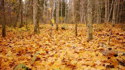 Walk in autumn forest Stockbeeldmateriaal 81396226