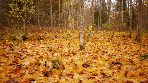 Walk in autumn forest Stockbeeldmateriaal 81396248