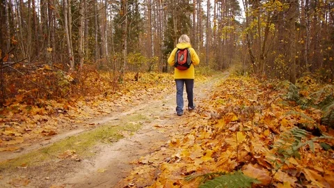 Walk in autumn forest Vídeo Stock 81396261