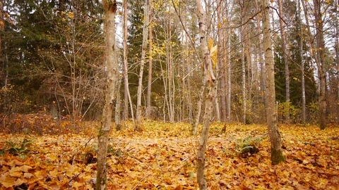 Walk in autumn forest Vídeo Stock 81396270